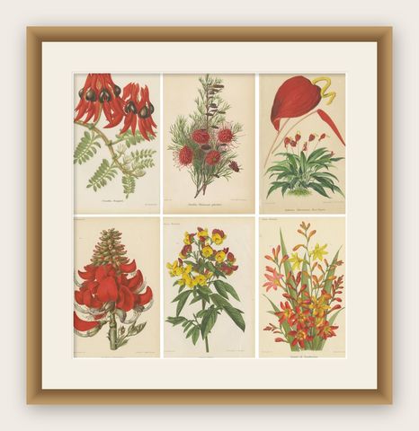 Exquisite Botanicals: Clianthus, Grevillea, Anthurium, and More, circa 1885, shown framed