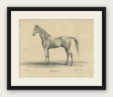 Antique Arabian Horse Lithograph “Burnu” by August Jäger, 1846, shown framed