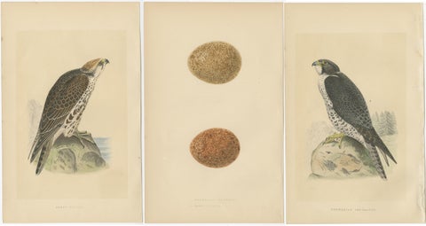 Set of 3 Antique Bird Prints of Two Falcons and Their Eggs, circa 1860, view 2