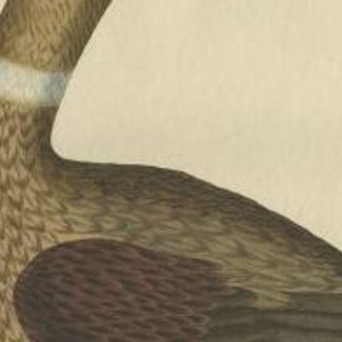 Antique Bird Print of a Male Domestic Duck by Sepp & Nozeman, 1809, close-up 1