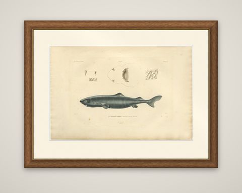 Rare Hand-Colored Antique Engraving of A Greenland Shark, 1842, shown framed