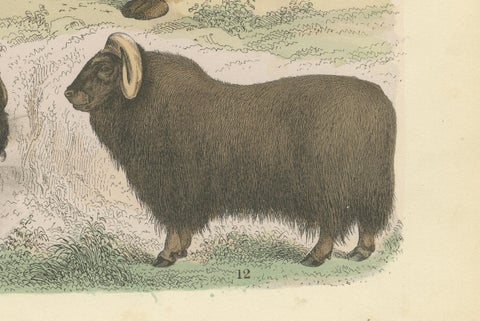 Ungulates Print: Giraffe, Camel, Bison & Antelope, Antique 1867, close-up 6
