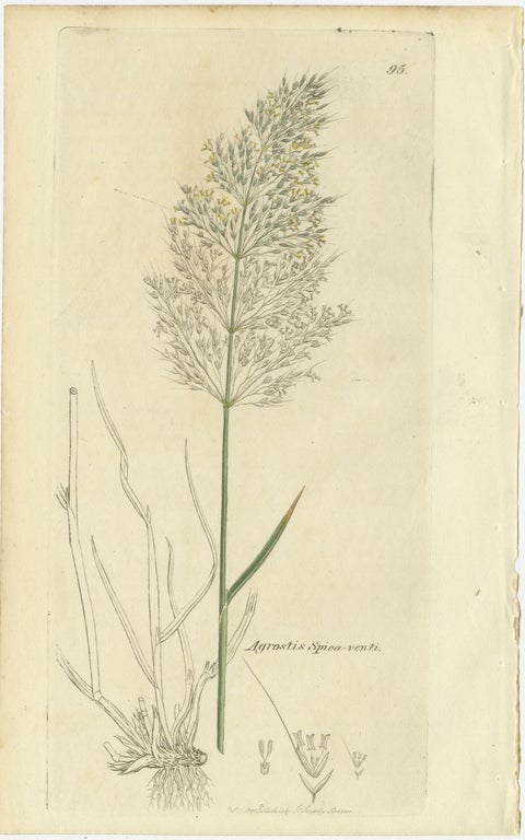 Antique Botanical Engravings of Meadow Foxtail, Polypogon & Agrostis, c.1830, view 8