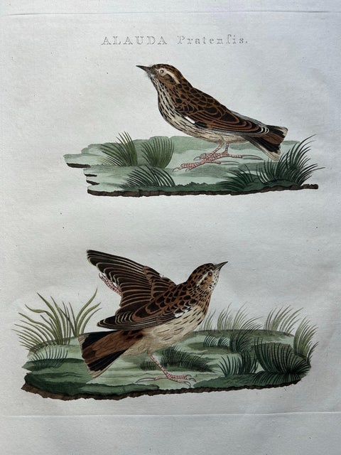 Meadow Pipit Bird Print, Alauda Pratensis from Nederlandsche Vogelen, 1809, view 2