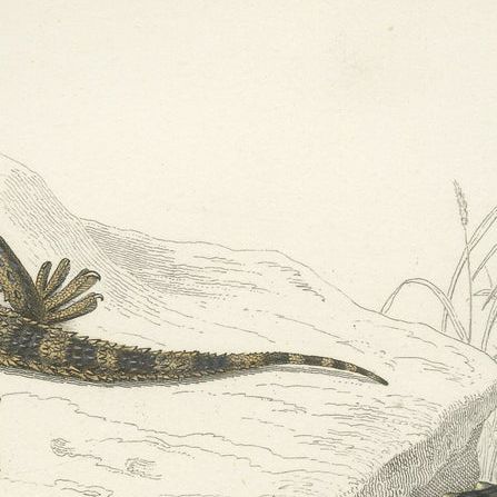 Antique Print of a Caiman and Common Wall Gecko, close-up 1