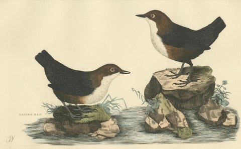 Aquatic Songbirds named Dippers Engraved by Selby and Hand-Colored, 1826, close-up 2