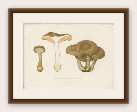 Antique Mycology Print of the Armillaria Mellea by Fries, c.1860, shown framed