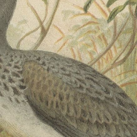 Authentic Chromolithograph Depicting a Night-Heron and Boatbill, 1895, close-up 2