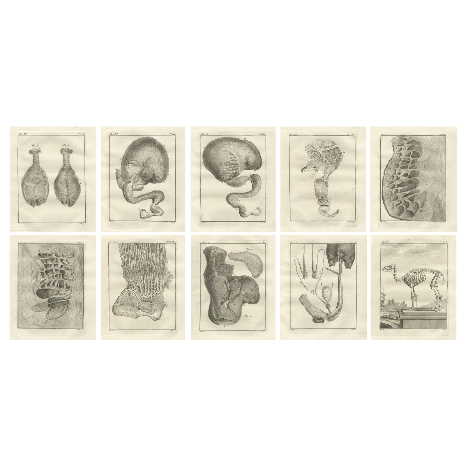 Complete Set of 10 Camel Anatomy Engravings, Buffon Scientific Plates 1769