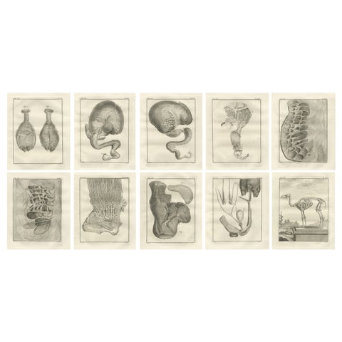 Complete Set of 10 Camel Anatomy Engravings, Buffon Scientific Plates 1769