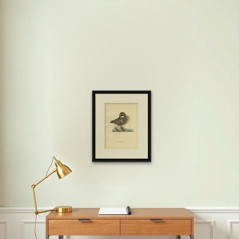 Antique Bird Print of the Eurasian Teal by Von Wright '1929', shown framed on a wall