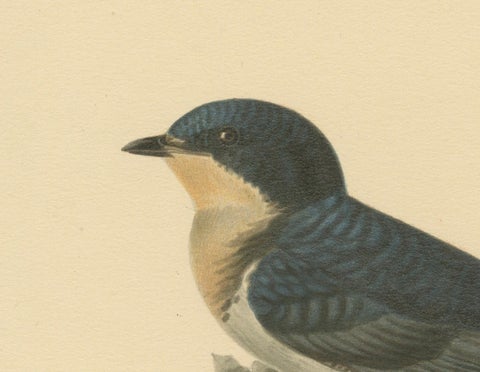 Aerial Grace: The Barn Swallow Bird Print by Magnus von Wright, 1927, close-up 1