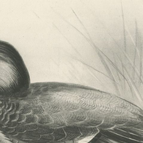 Dabbling Duck, Antique Bird Print after Lilian Medland, circa 1909, close-up 2