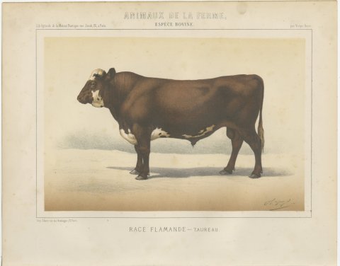 Flemish Bull, French Cattle Breed, Antique Chromolithograph by Borie, 1863, view 2