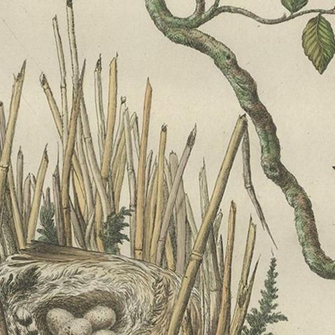 Rare 18th Century Bird Print, Marsh Tit and Nest Scene by Sepp & Nozeman, close-up 2