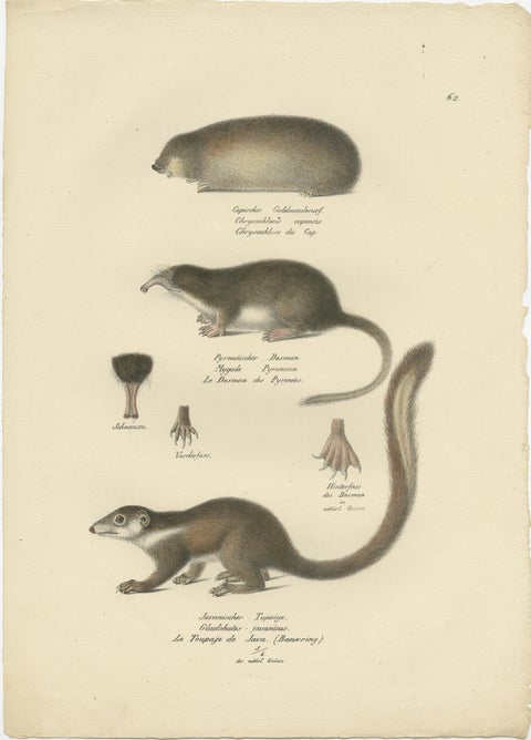 Antique Print of a Golden Mole, Shrew and Tree Shrew, view 2