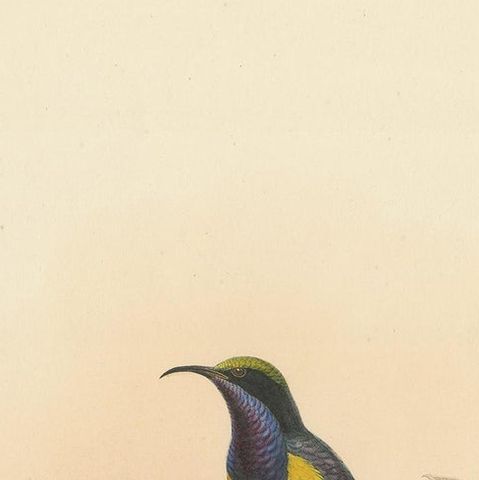 Antique Bird Print of the Copper-Throated Sunbird by Gould 'circa 1850', close-up 1