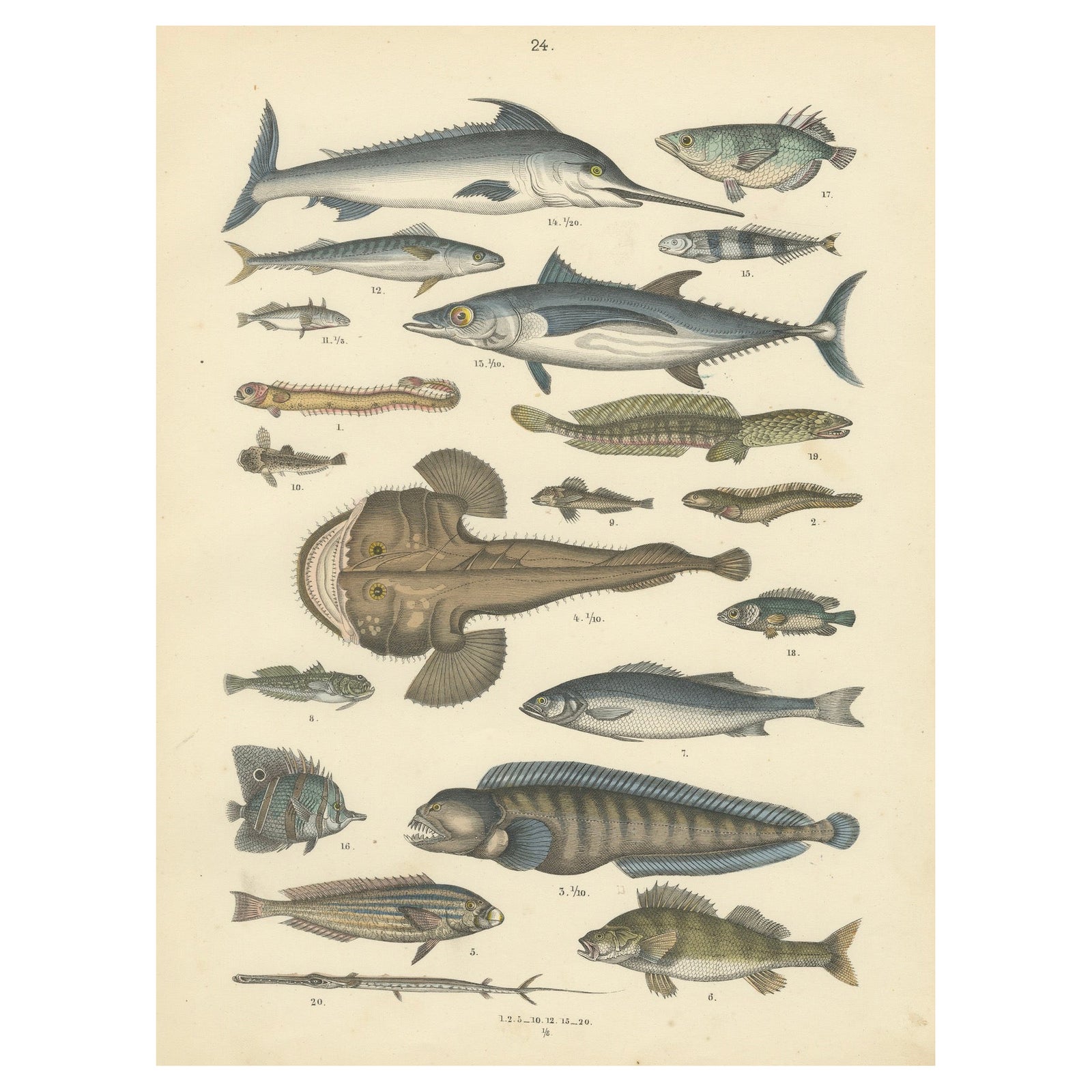 Marine Fish Print: Swordfish, Anglerfish, Tuna & Pipefish, Antique 1867