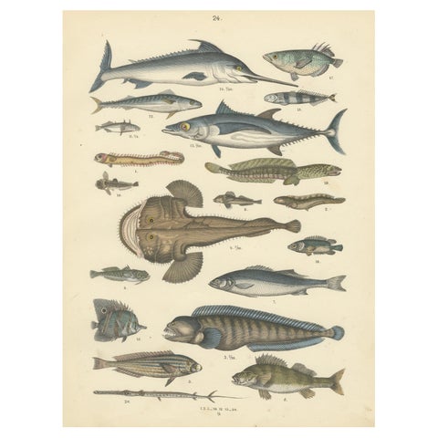 Marine Fish Print: Swordfish, Anglerfish, Tuna & Pipefish, Antique 1867