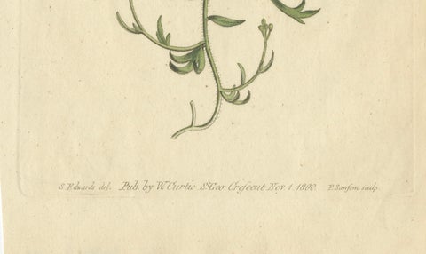 Exquisite 1800 Blue Wildflower Botanical Engraving, A Rare Floral Masterpiece, close-up 1