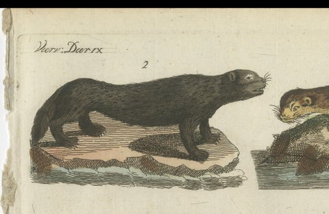 Antique Print of Otters, Martens, Ermine, a Squirrel and a Beaver, circa 1820, close-up 6