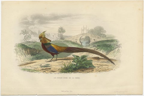 Beautiful Decorative Hand-Colored Print of a Golden Pheasant from China, C.1840, view 2