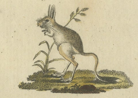 Antique Handcolored Engraving of Kangaroo, Jerboas, and Bilby, c.1800, close-up 4