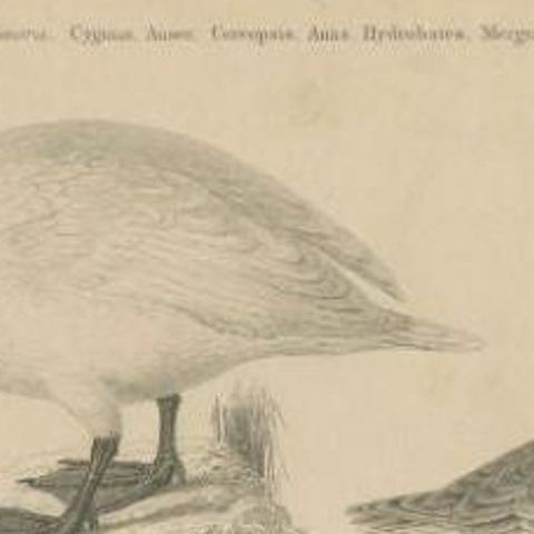 Antique Print of the Wild Swan, Wild Goose and Other Birds, 1841, close-up 1