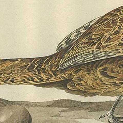 Antique Bird Print of the Common Pheasant by Sepp & Nozeman, 1789, close-up 1