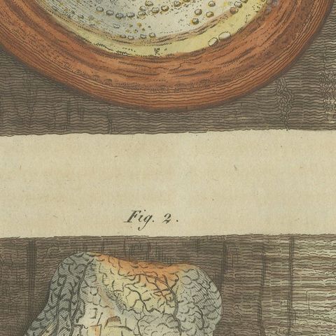 1805 Hand-Colored Engraving of Fungi Specimens from Bertuch’s Work, close-up 5
