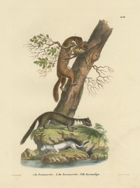 Antique Print of a European Pine Marter, Marten and Stoat, view 3