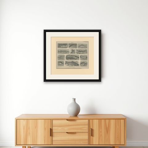 Antique Print of Cod and Other Fishes by Meyer 'c.1890', shown framed on a wall