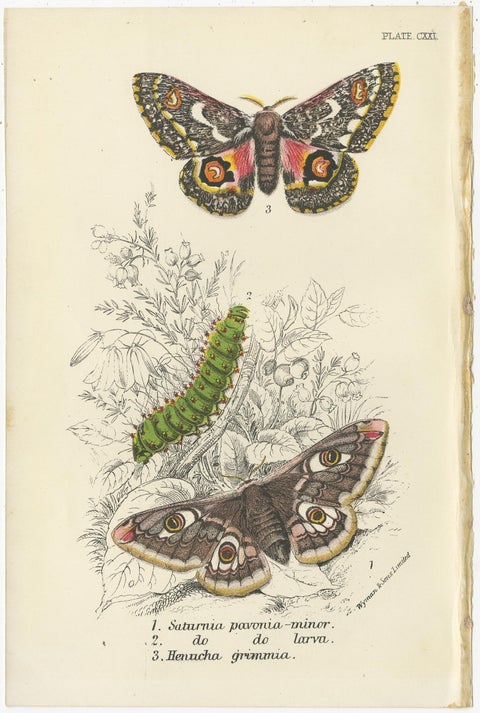 Set of 6 Antique Prints of Various Moths by Lloyd (Circa 1897), view 2