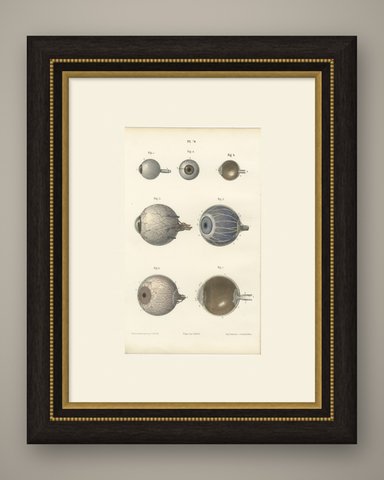 The Eyeball and Its Vessels, Antique Hirschfeld Anatomy Print, 1866, shown framed