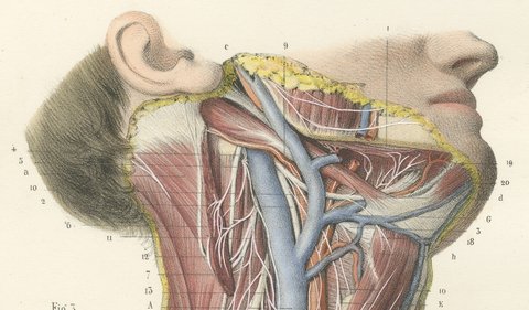 Nerves of the Neck, Antique Hirschfeld Anatomy Print, 1866, view 4