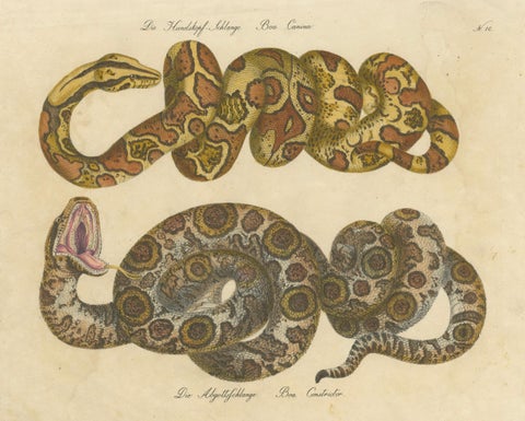 Antique Hand-Colored Boa Constrictor Snake Lithograph by Brodtmann, 1816, close-up 1