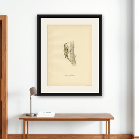 Antique Bird Print of the Eurasian Treecreeper, 1927, shown framed on a wall