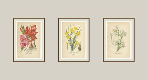 Antique Orchid and Flower Prints, Gladiolus, Jonquil, and Narcissus, 1897, view 5