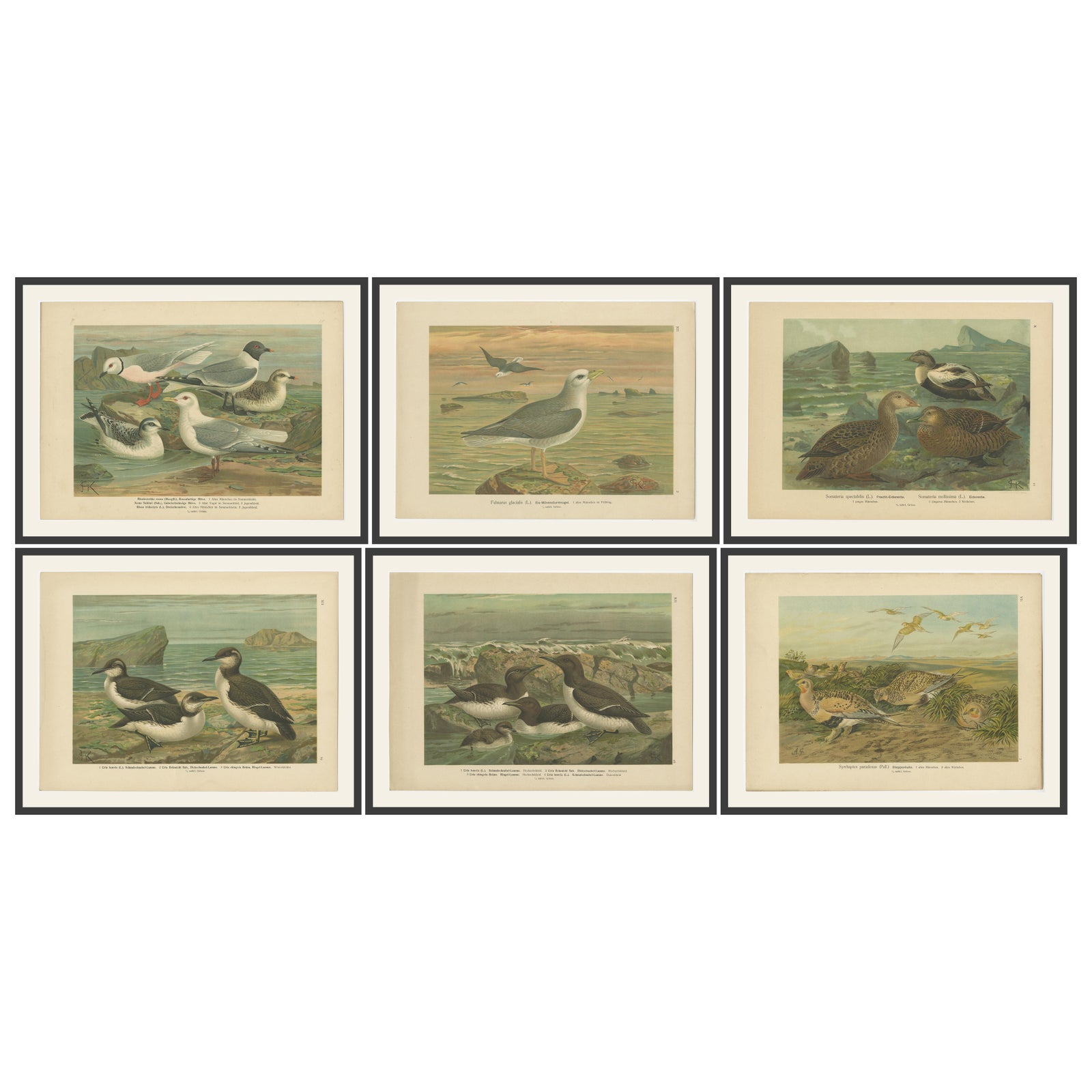 Set of 6 Antique Ornithology Chromolithographs, Arctic & European Birds, c.1890