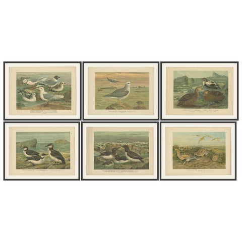 Set of 6 Antique Ornithology Chromolithographs, Arctic & European Birds, c.1890