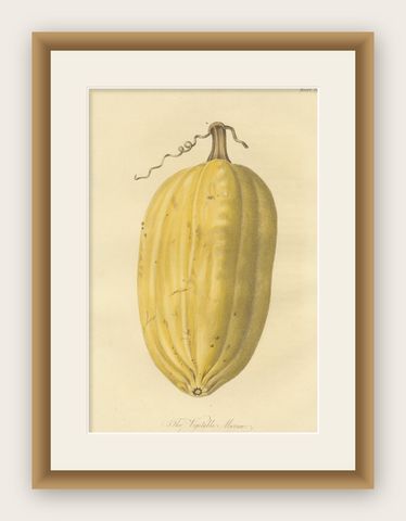 Antique Print of the Vegetable Marrow, shown framed
