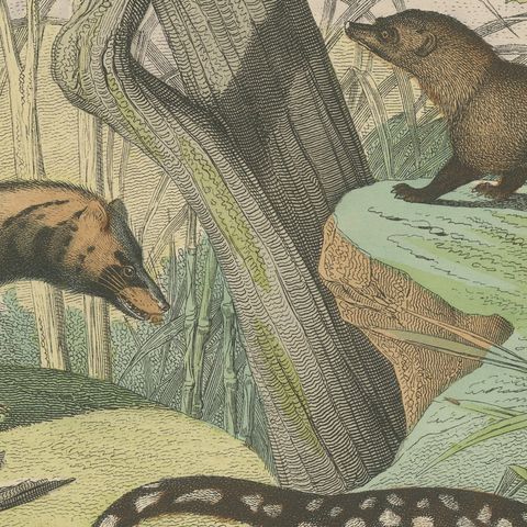 Antique Kangaroo and Otter Print with Ermine and Skunk, Kolb Mammals, circa 1890, close-up 5
