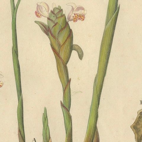 Antique Ginger Botanical Print, Zingiber Officinale, c.1831, close-up 5