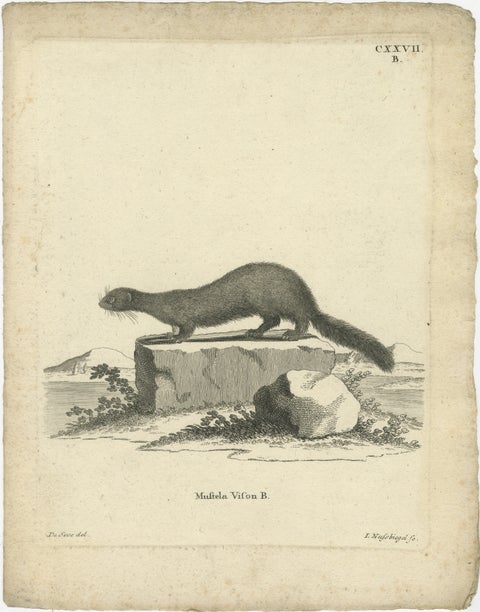 Antique Engraving of a European Mink (Mustela vison B.), Nußbiegel, ca.1800, view 2