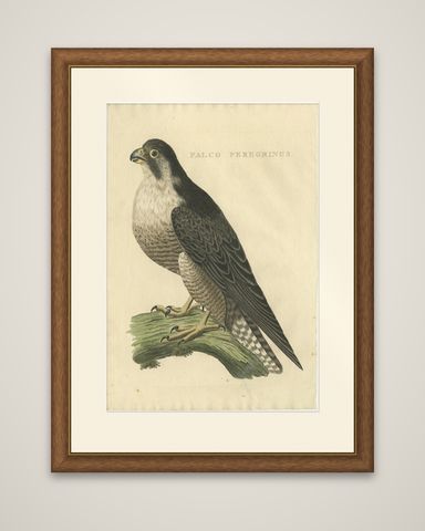 Antique Bird Print of The Peregrine Falcon by Sepp & Nozeman, 1829, shown framed