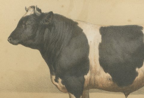 Breton Bull, French Cattle Breed, Antique Chromolithograph by Borie, 1863, close-up 1
