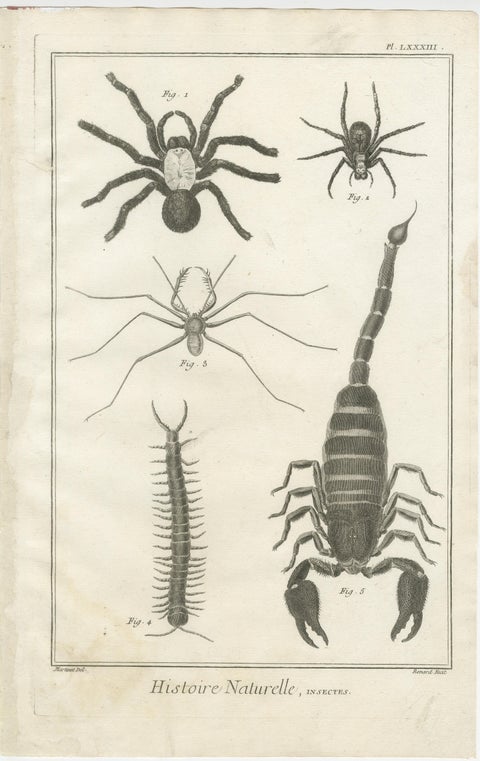 Antique Engraving of Spiders, Centipede and Scorpion by Diderot, ca.1770, view 2