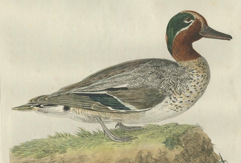 Male Eurasian Teal, Antique Dutch Bird Print by Sepp & Nozeman, 1789, close-up 4
