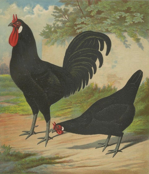 The Distinctive La Flèche Chicken - A Rare 19th Century Poultry Lithograph, close-up 4