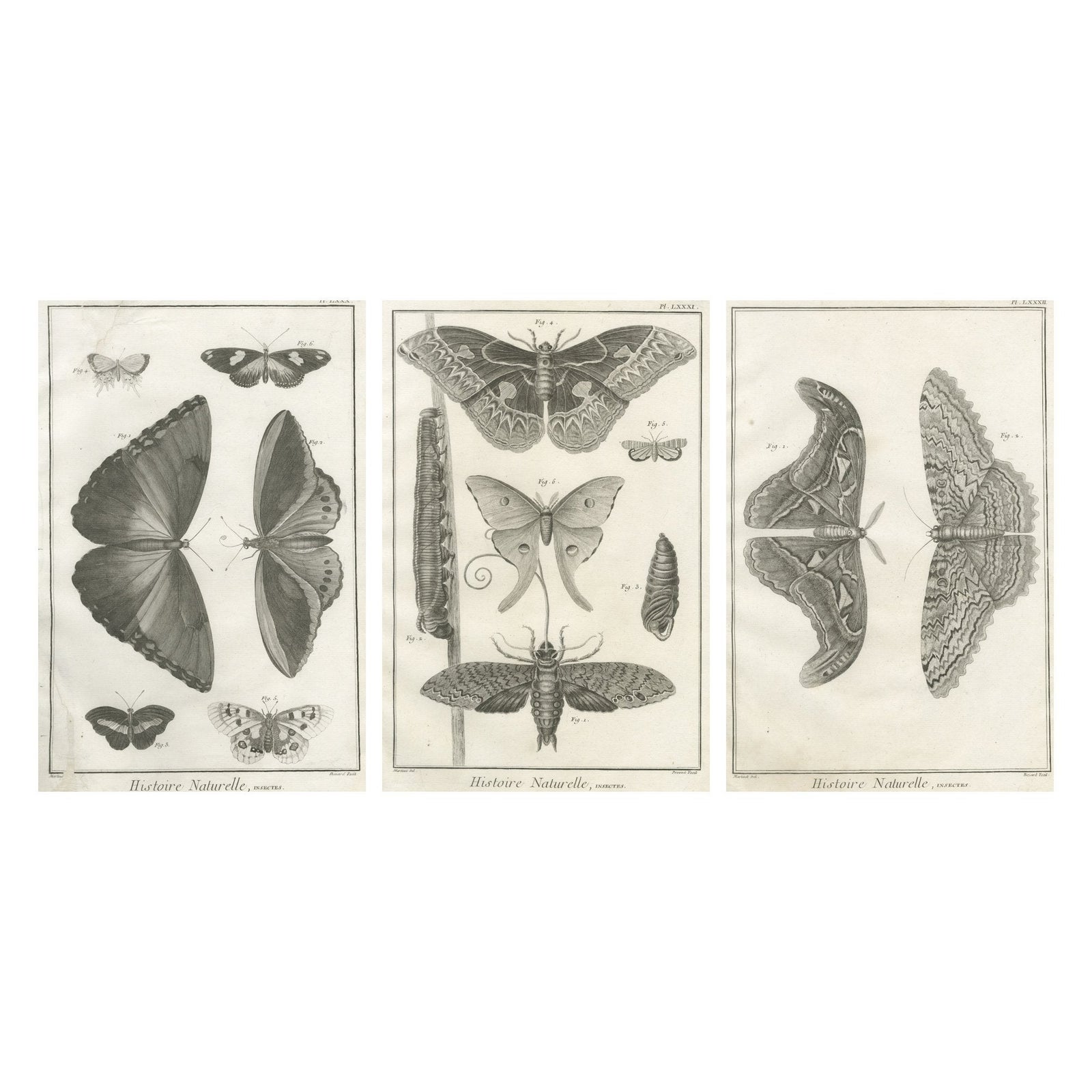 Set of Three Antique Engravings, Butterflies and Moths, 18th Century c.1770